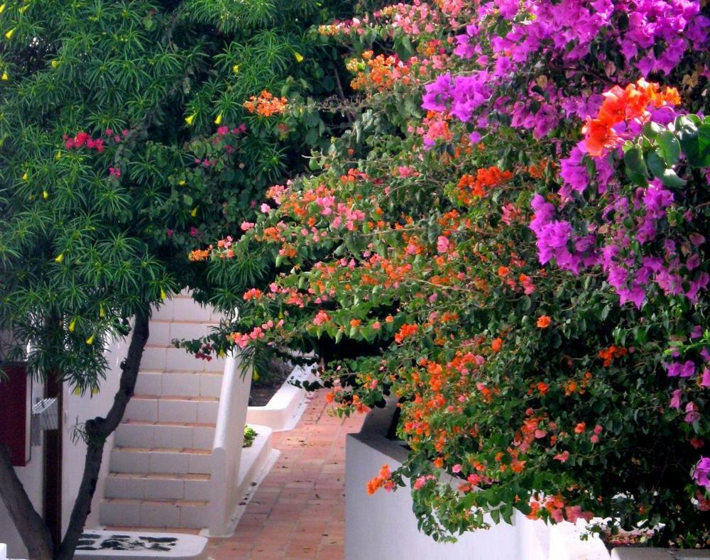 Apartamentos Tamarindos 푸에르토 델 카르멘 외부 사진