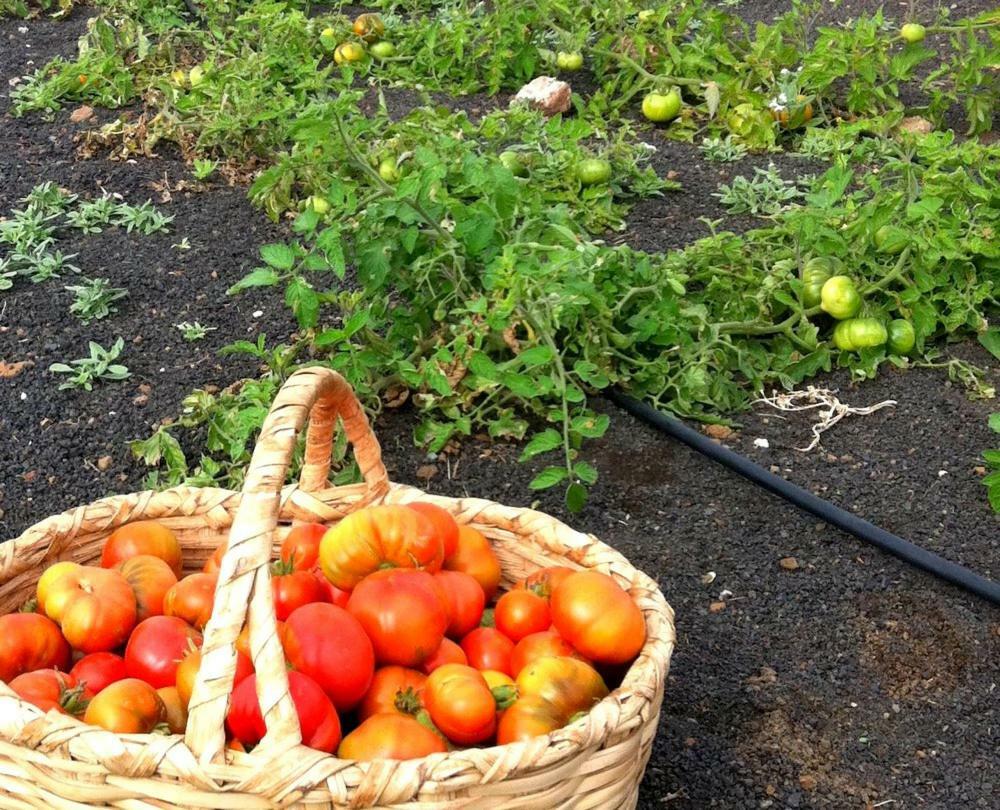 Apartamentos Tamarindos 푸에르토 델 카르멘 외부 사진